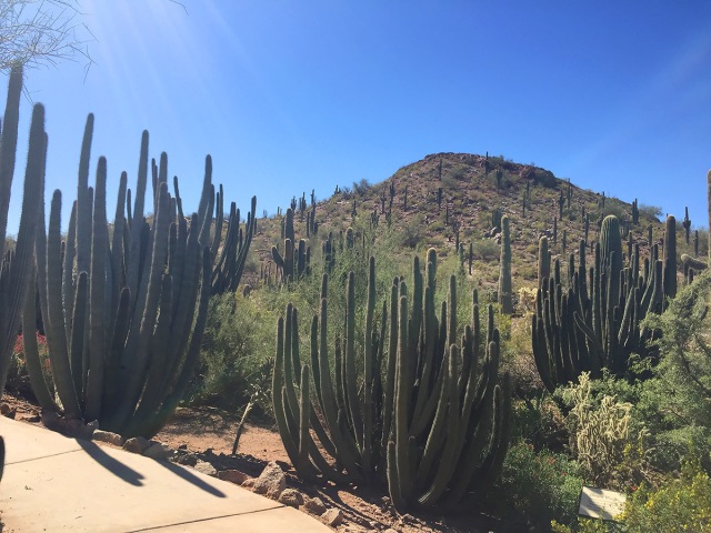 Desert Botanical Gardens, The Next Great Bite
